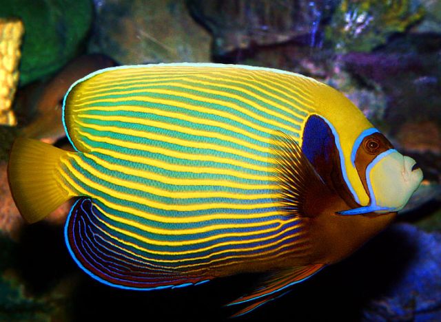 emperor angelfish