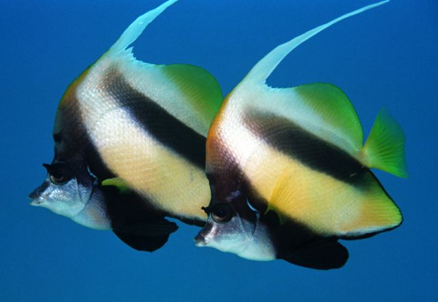 red sea banner fish
