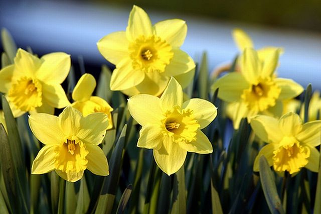 ดอกแดฟโฟดิล (Daffodil)