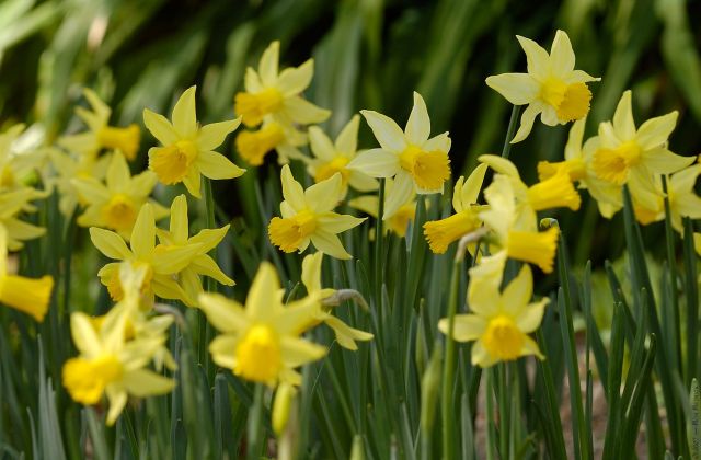 ดอกแดฟโฟดิล (Daffodil)