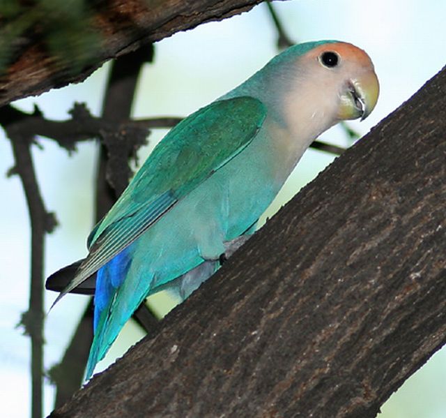 Blue Peace-faced Lovebird