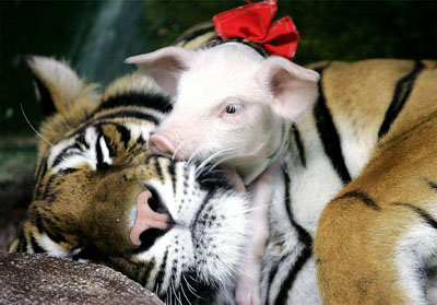 ~Tiger And Pig~