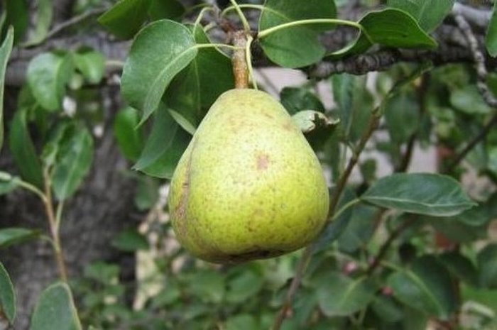 ลูกแพร์ ( Pear )