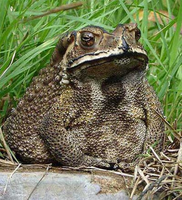 คางคกนา ๆ ชนิด ( Toad )