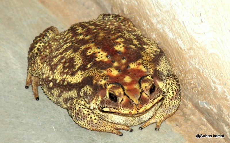 คางคกนา ๆ ชนิด ( Toad )