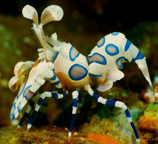 กุ้งตัวตลก (Harlequin Shrimp)