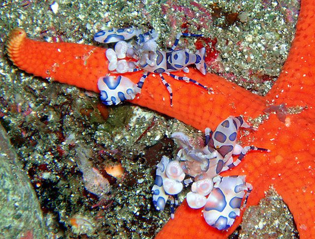 กุ้งตัวตลก (Harlequin Shrimp)