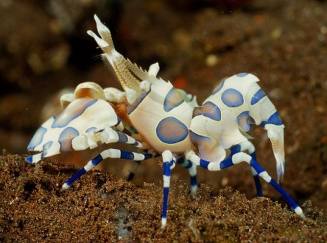 กุ้งตัวตลก (Harlequin Shrimp)