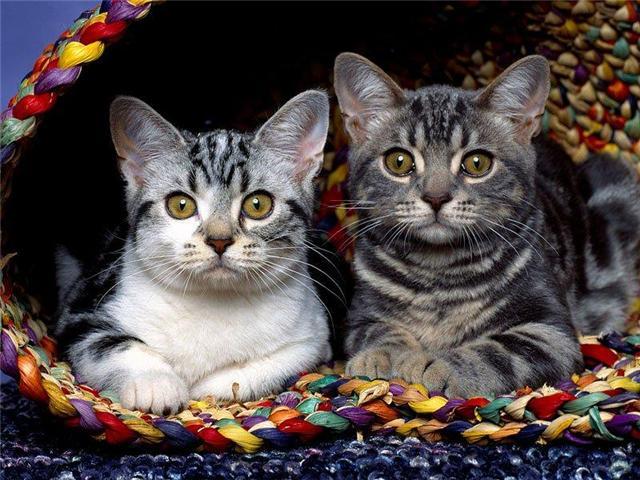 --[น้องแมว&น้องแมว-1]--
