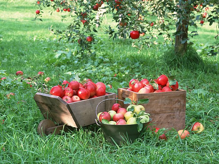 พาไปดูสวนแอปเปิ้ลค่ะ ‧:﹎｡‧::‧ (^∇^) 2