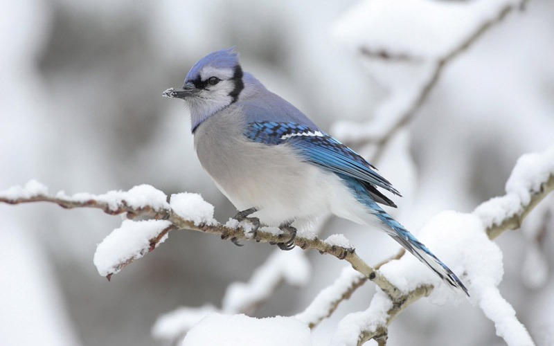 Lively Tiny Birds ●•.•°•.° (o^.^o) 