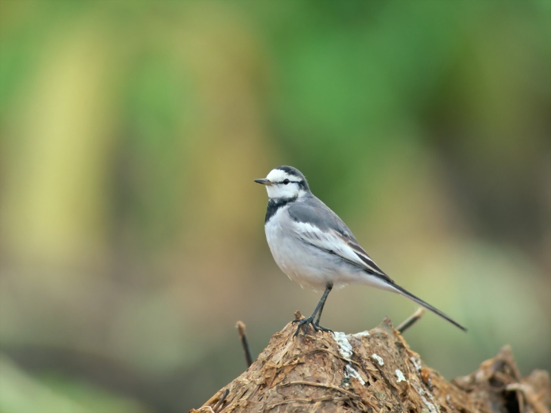 Lively Tiny Birds ●•.•°•.° (o^.^o) 