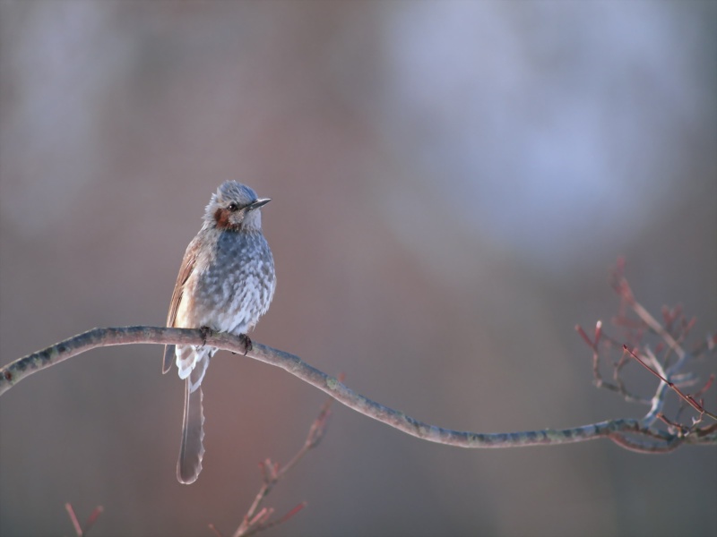 Lively Tiny Birds ●•.•°•.° (o^.^o) 