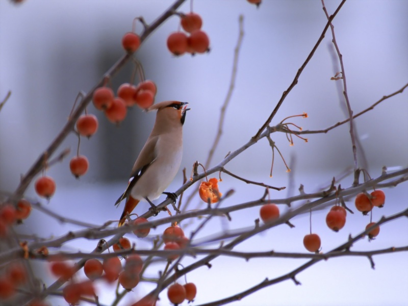 Lively Tiny Birds ●•.•°•.° (o^.^o) 