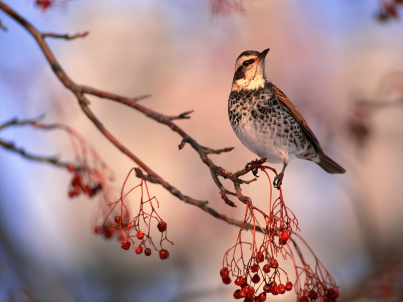 Lively Tiny Birds ●•.•°•.° (o^.^o) 