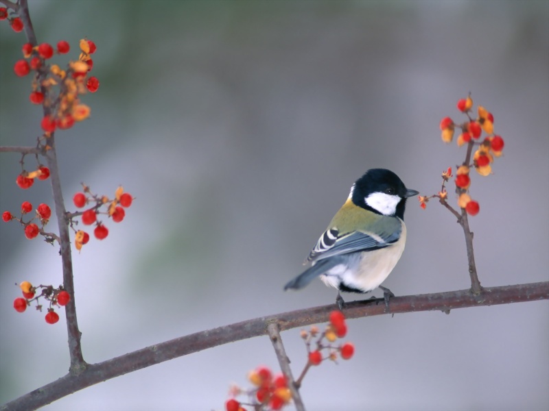 Lively Tiny Birds ●•.•°•.° (o^.^o) 