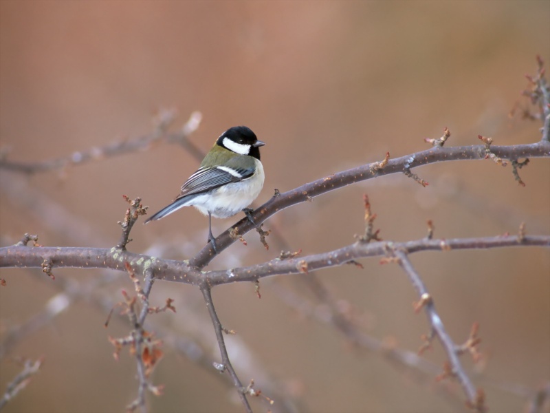 Lively Tiny Birds ●•.•°•.° (o^.^o) 