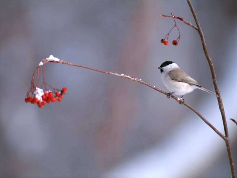 Lively Tiny Birds ●•.•°•.° (o^.^o) 