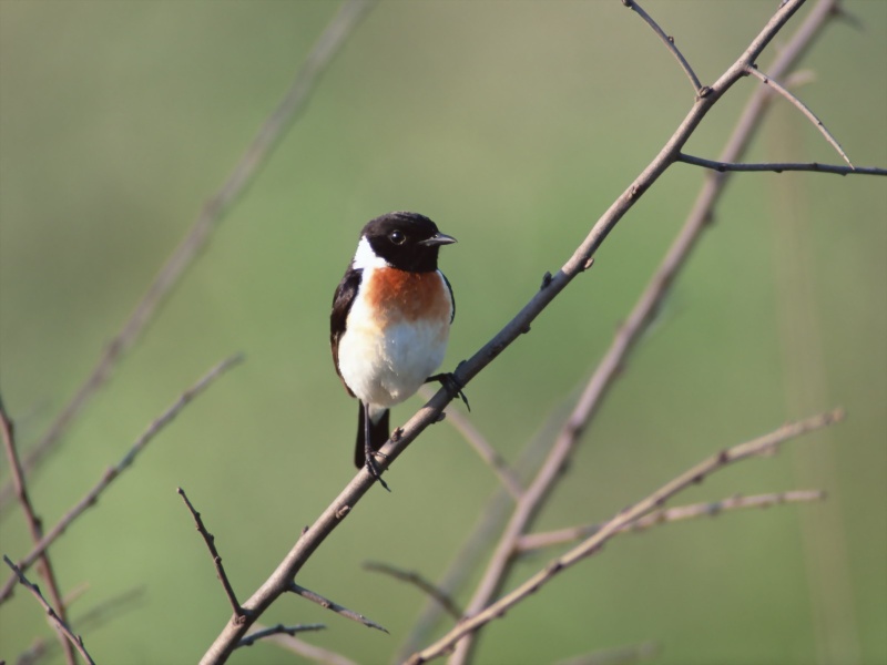 Lively Tiny Birds ●•.•°•.° (o^.^o) 