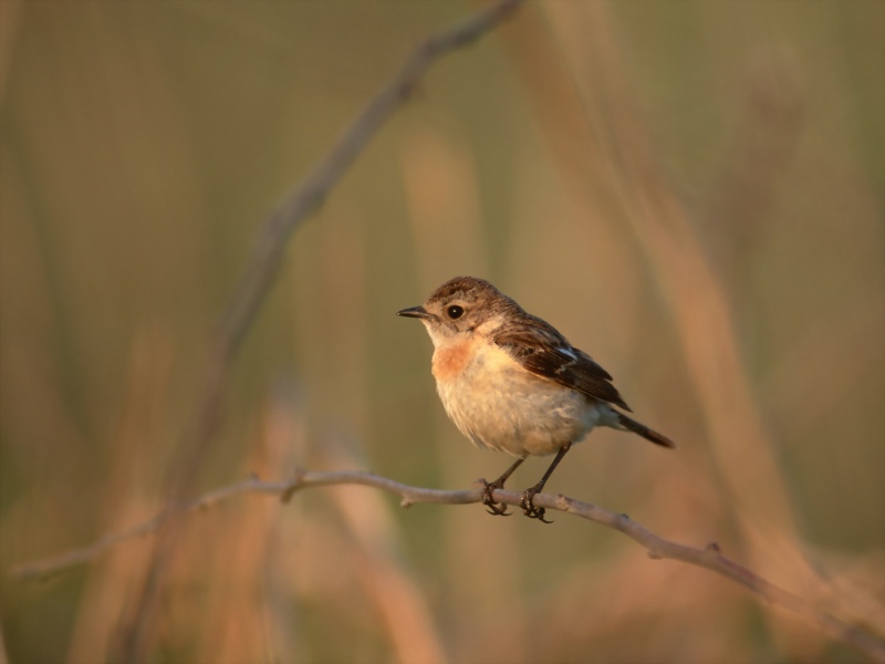 Lively Tiny Birds ●•.•°•.° (o^.^o) 