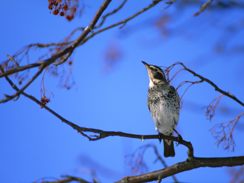 Lively Tiny Birds ●•.•°•.° (o^.^o) 