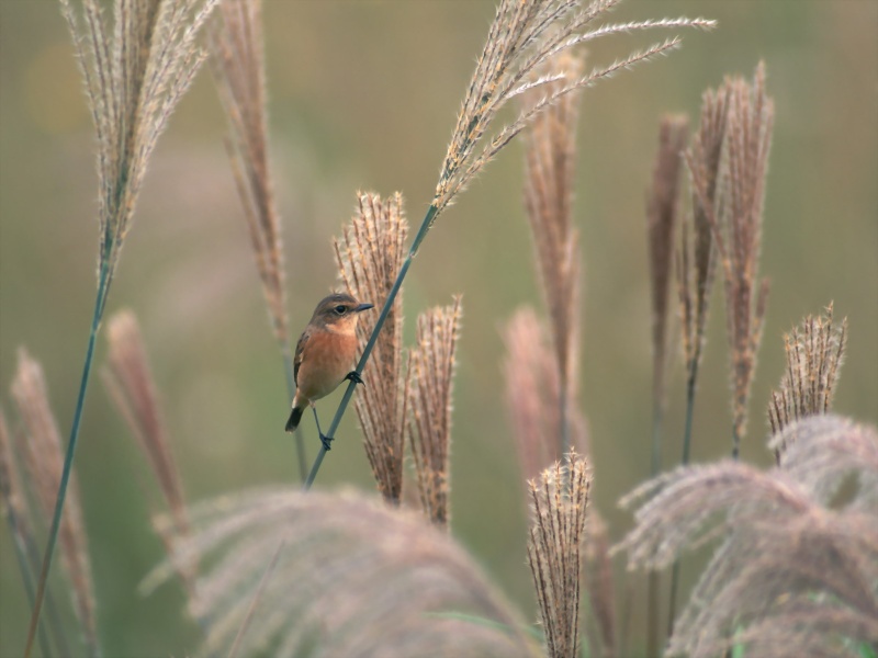 Lively Tiny Birds ●•.•°•.° (o^.^o) 