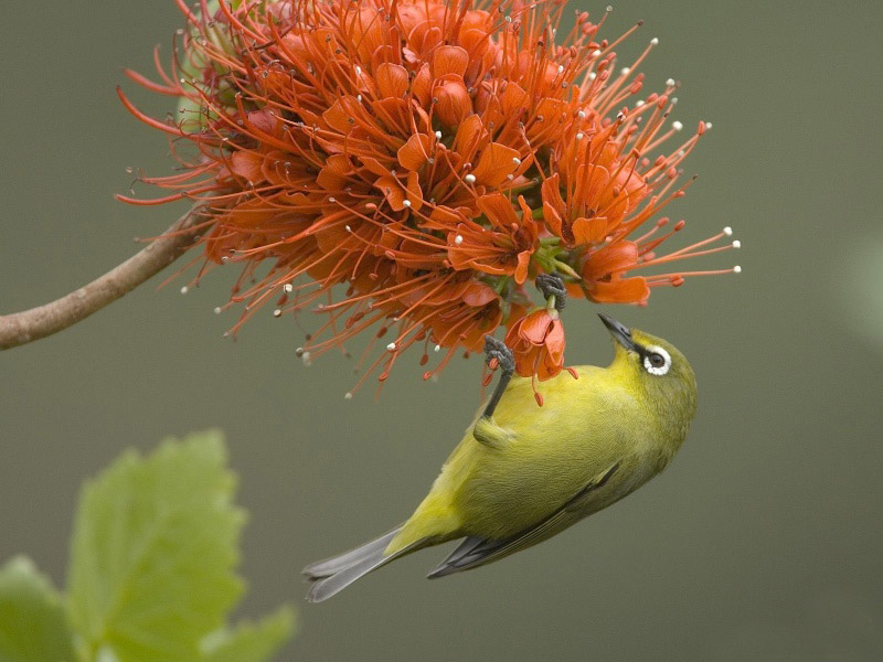 Lively Tiny Birds ●•.•°•.° (o^.^o) 