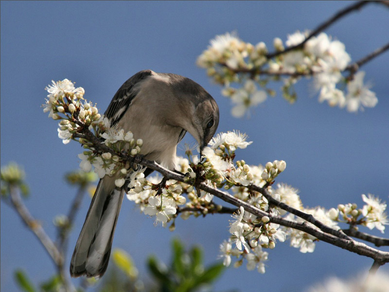 Lively Tiny Birds ●•.•°•.° (o^.^o) 