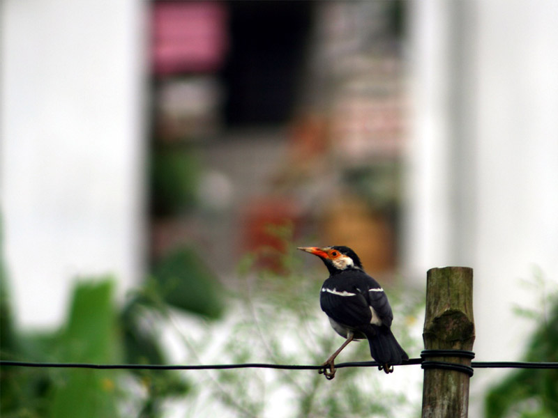 Lively Tiny Birds ●•.•°•.° (o^.^o) 