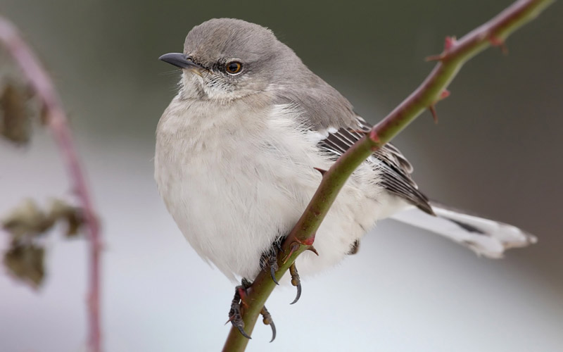 Lively Tiny Birds ●•.•°•.° (o^.^o) 