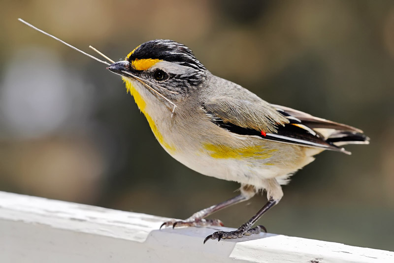 Lively Tiny Birds ●•.•°•.° (o^.^o) 