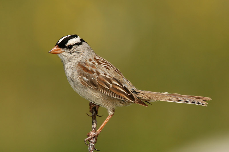 Lively Tiny Birds ●•.•°•.° (o^.^o) 