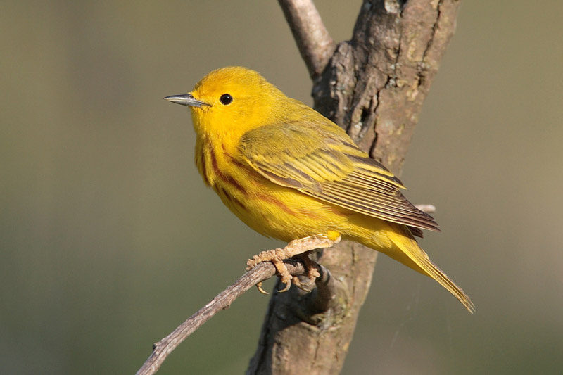 Lively Tiny Birds ●•.•°•.° (o^.^o) 