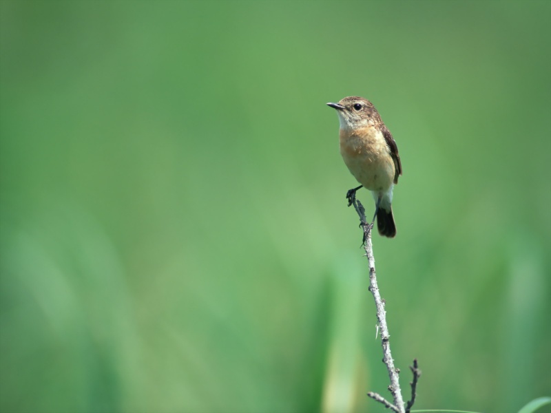 Lively Tiny Birds ●•.•°•.° (o^.^o) 