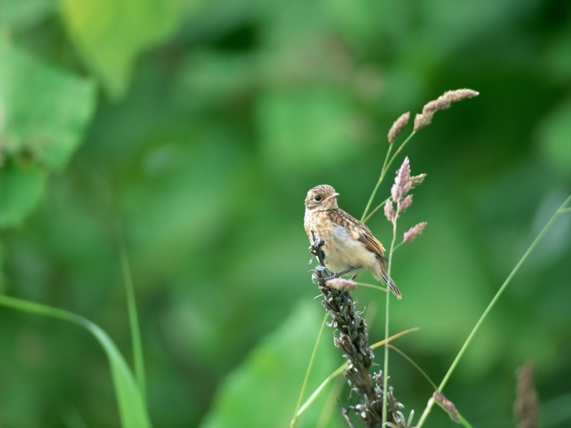 Lively Tiny Birds ●•.•°•.° (o^.^o) 