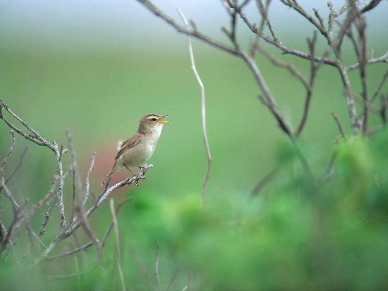 Lively Tiny Birds ●•.•°•.° (o^.^o) 