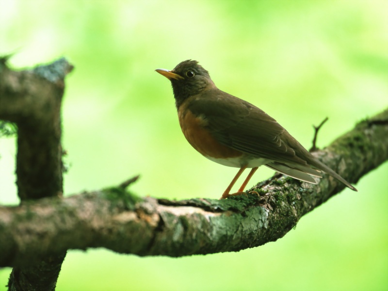 Lively Tiny Birds ●•.•°•.° (o^.^o) 