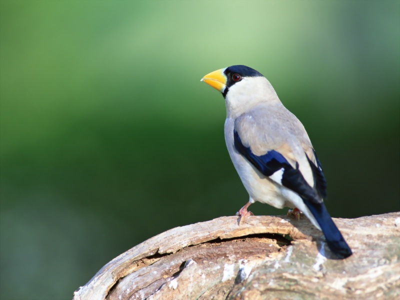 Lively Tiny Birds ●•.•°•.° (o^.^o) 