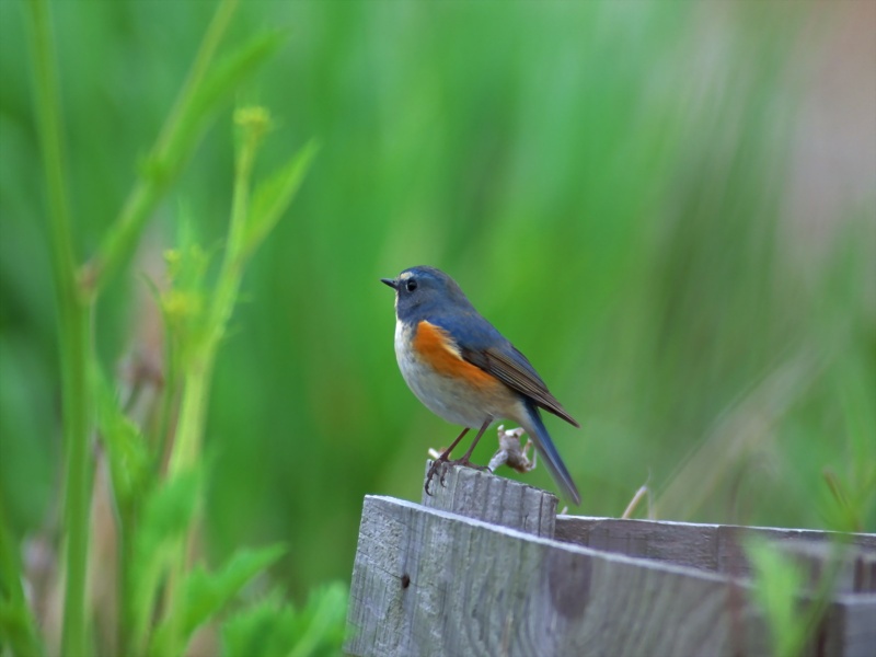 Lively Tiny Birds ●•.•°•.° (o^.^o) 