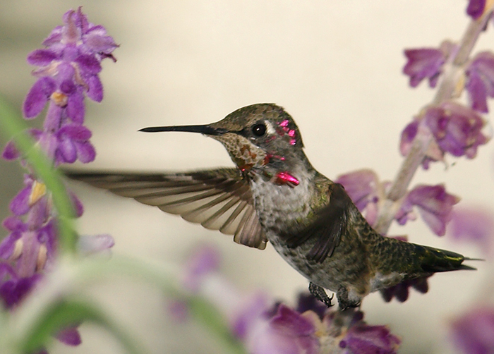 Hummingbird •°•.° ღ.