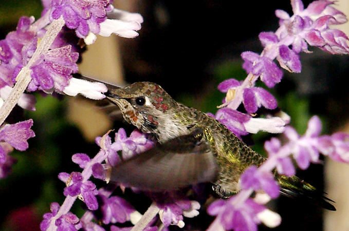 Hummingbird •°•.° ღ.