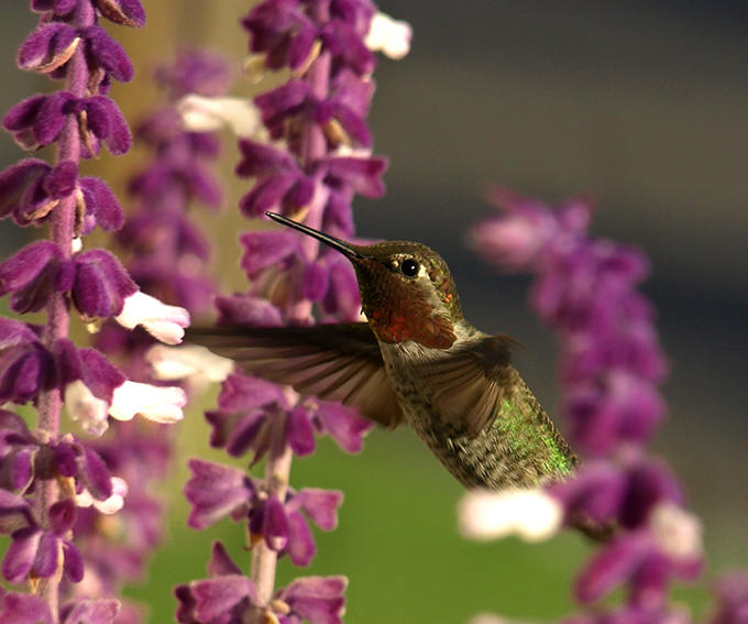 Hummingbird •°•.° ღ.