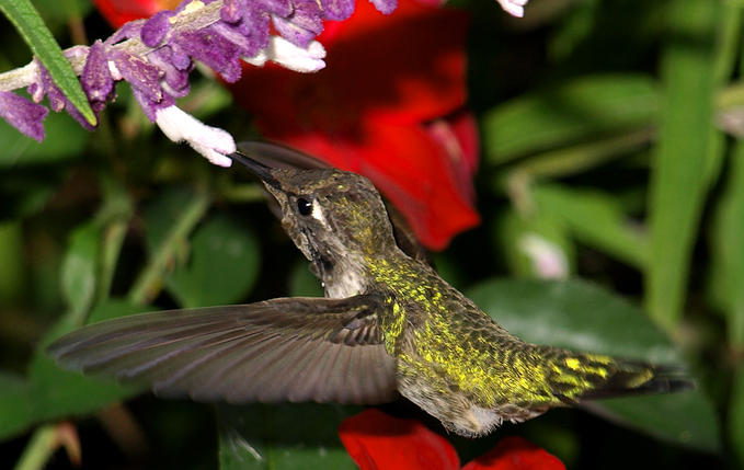 Hummingbird •°•.° ღ.