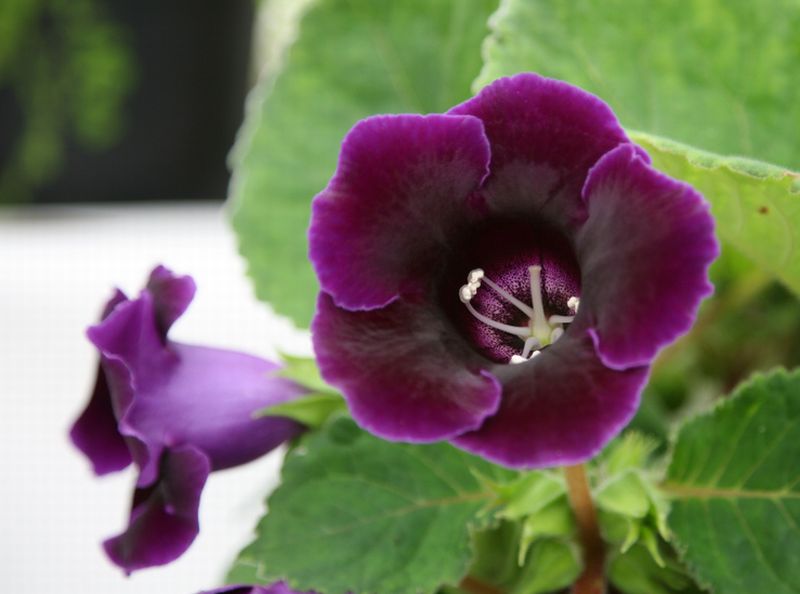 ดอก Gloxinia สีสวย