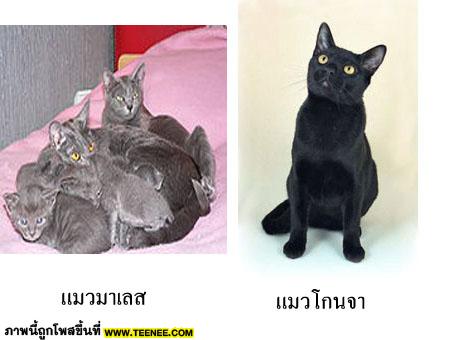 มารู้จักแมวไทยกันเถอะ