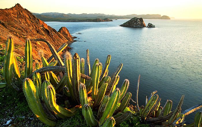 Senita Cacti Growing on Isla Datil, Mexico