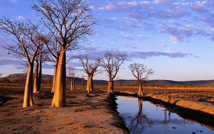 Australia, Boab Trees on Kimberley Plateau