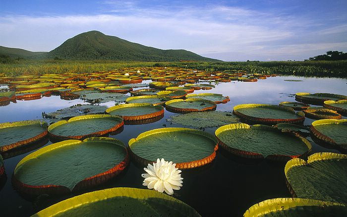 Vitoria Regia Water Lily at Pantanal Matogrossense National Park, Brazil