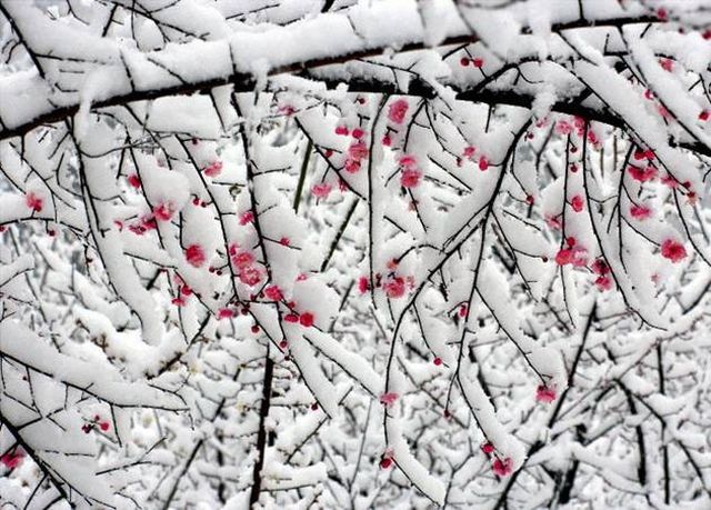 ^^...Flower & Snow...^^