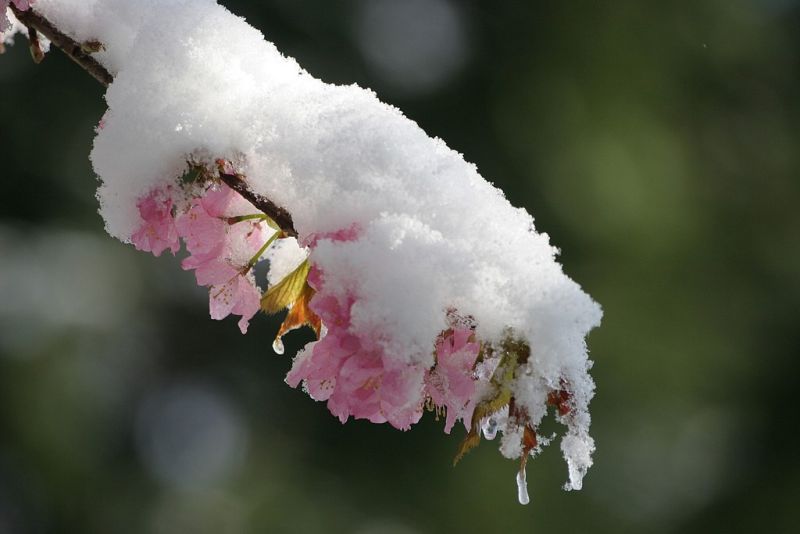 ^^...Flower & Snow...^^